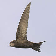 Common Swift