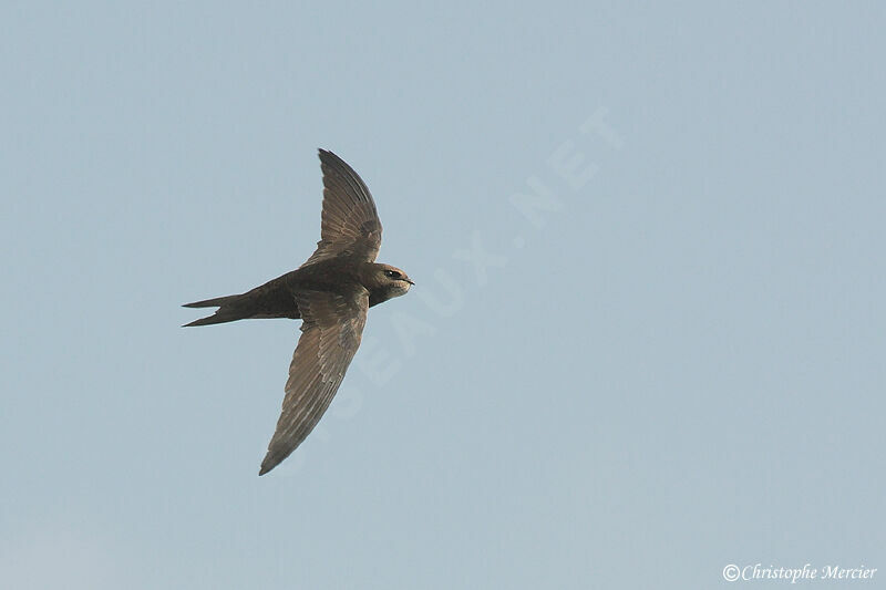 Common Swift