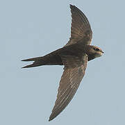 Common Swift