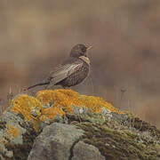 Ring Ouzel