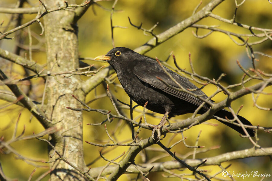 Common Blackbird