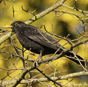 Common Blackbird