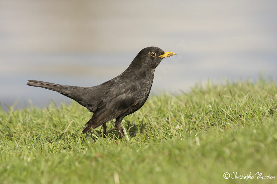 Common Blackbird