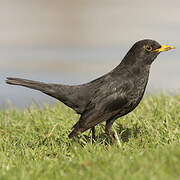 Common Blackbird