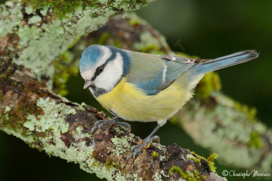 Eurasian Blue Tit