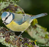 Mésange bleue