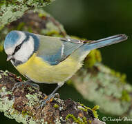 Mésange bleue