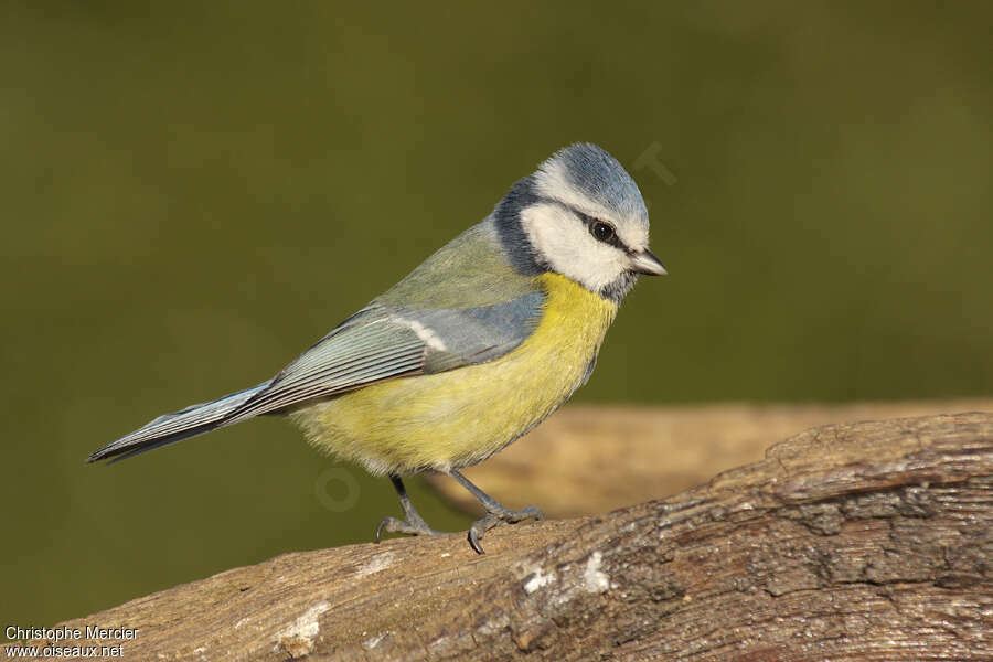 Mésange Bleue Cyanistes Caeruleus