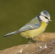 Eurasian Blue Tit