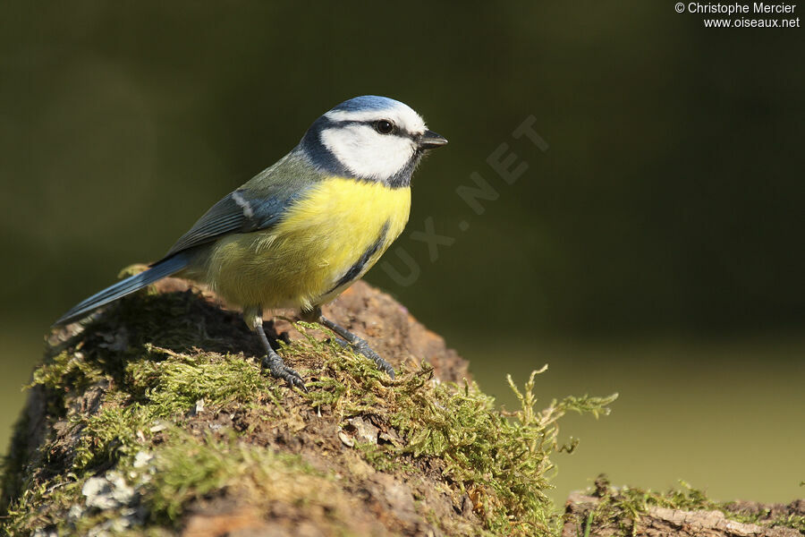 Mésange bleue