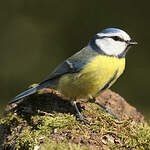 Mésange bleue