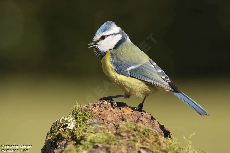 Eurasian Blue Titadult, song