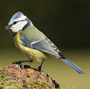 Mésange bleue