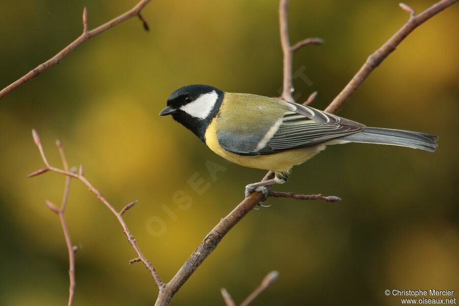 Mésange charbonnière