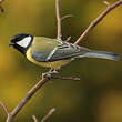 Mésange charbonnière