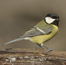 Mésange charbonnière