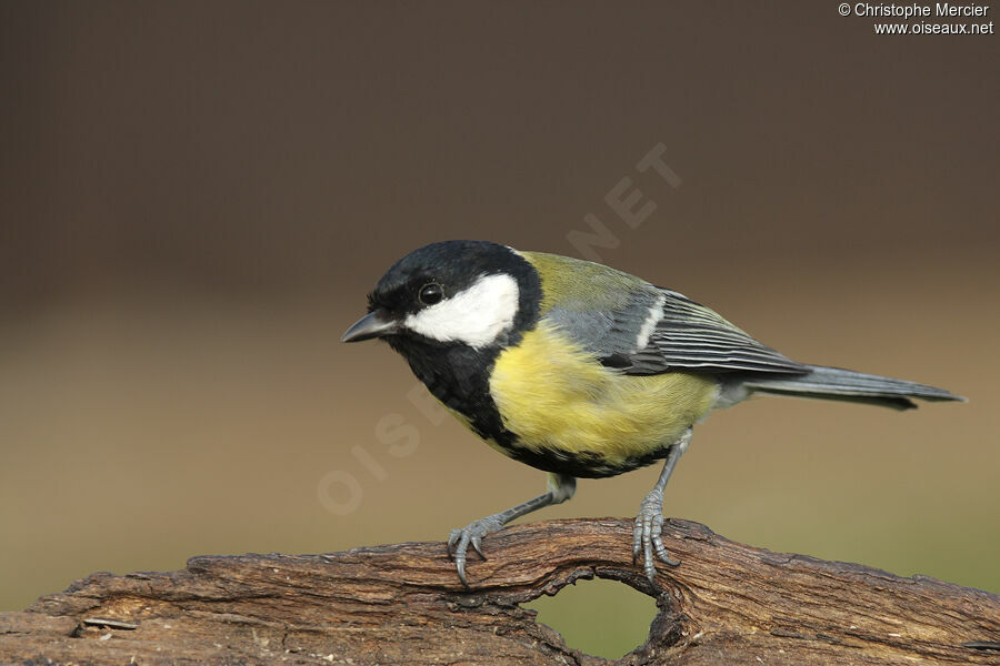 Mésange charbonnière