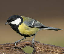 Great Tit