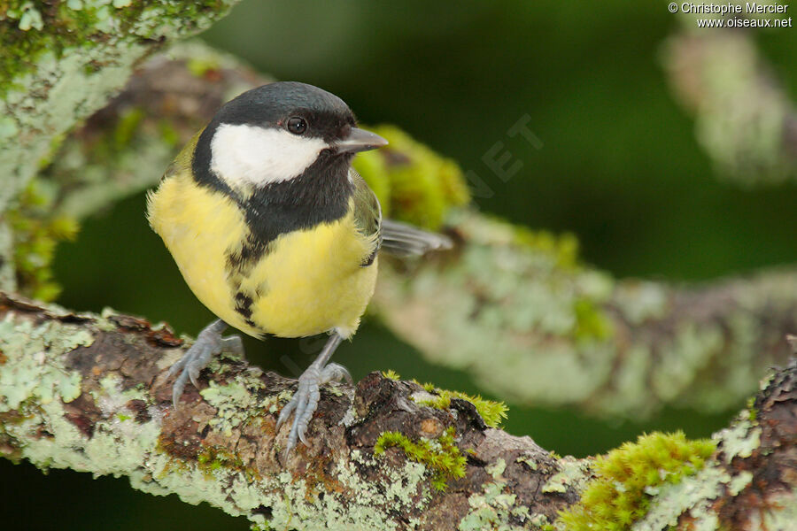 Great Tit