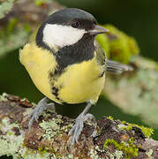 Great Tit