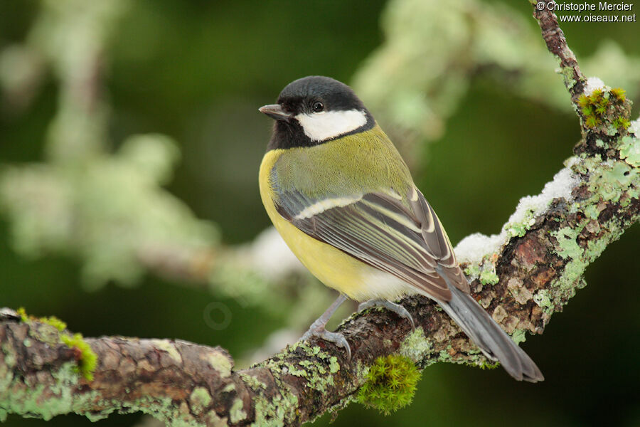 Great Tit