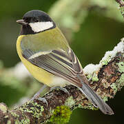 Great Tit