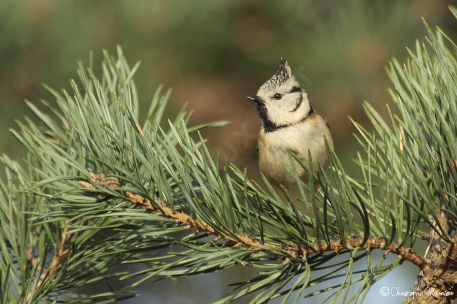 European Crested Tit