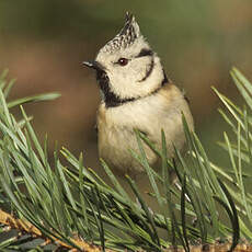 Mésange huppée