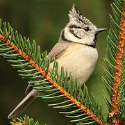 Crested Tit