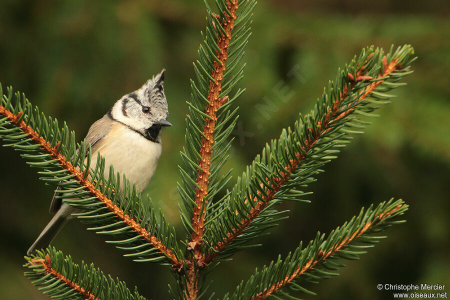 Mésange huppée