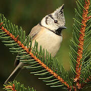 Crested Tit