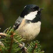 Coal Tit