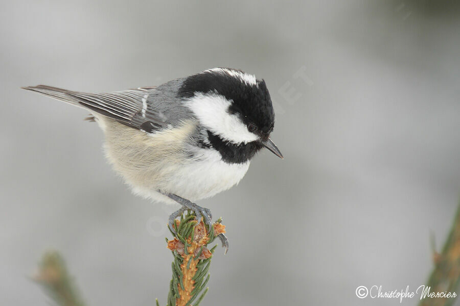 Coal Tit