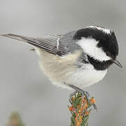 Coal Tit