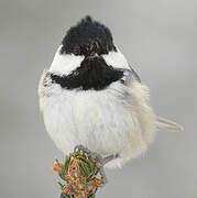 Coal Tit