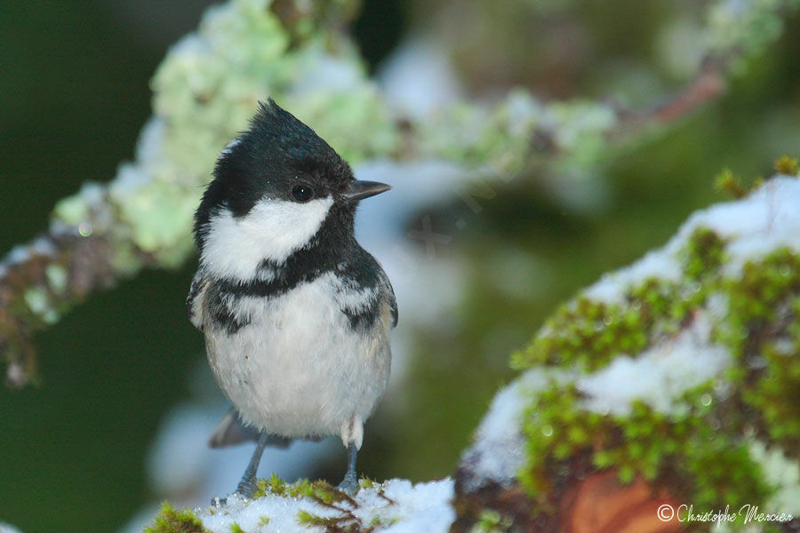 Coal Tit