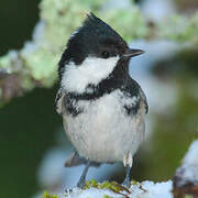 Coal Tit