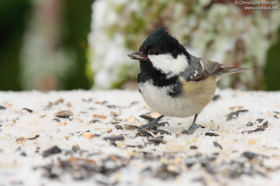 Coal Tit