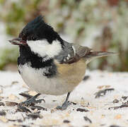 Coal Tit