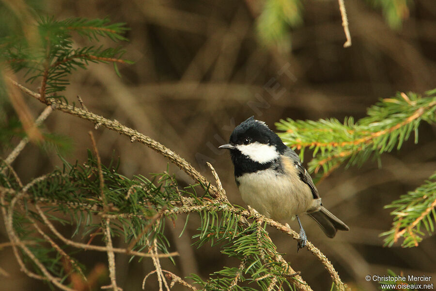 Coal Tit