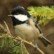 Coal Tit