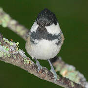 Coal Tit