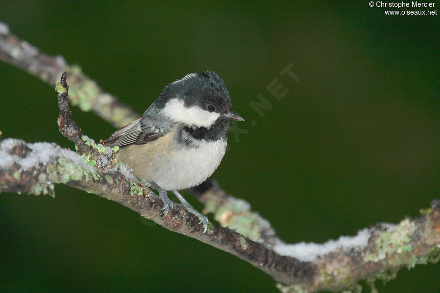 Coal Tit