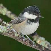 Coal Tit