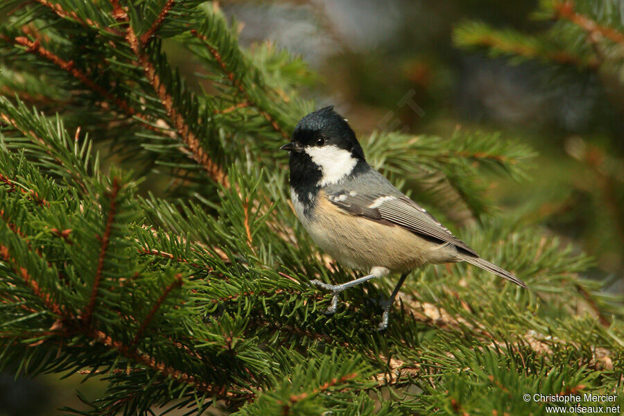 Coal Tit