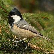 Coal Tit