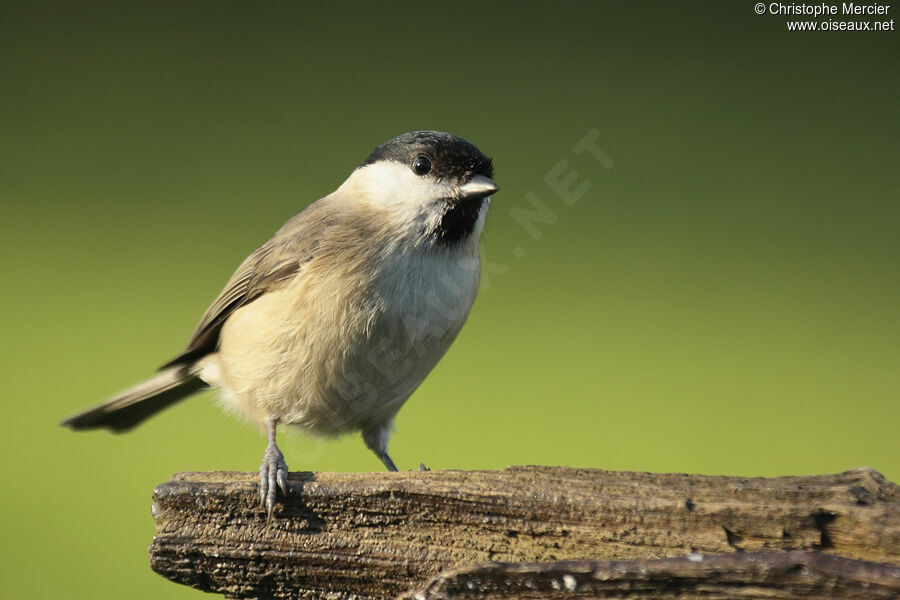 Marsh Tit