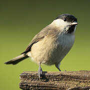 Marsh Tit