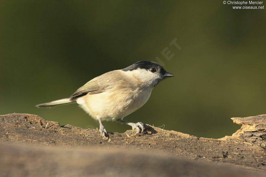 Marsh Tit