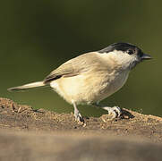 Marsh Tit